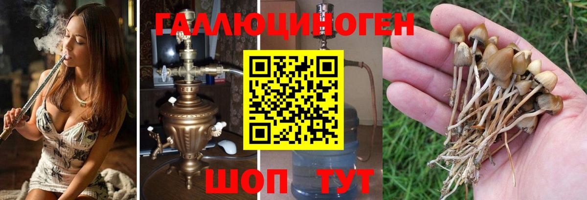 Набережные Челны  Псилоцибиновые грибы Cubensis  Вход с VPN 